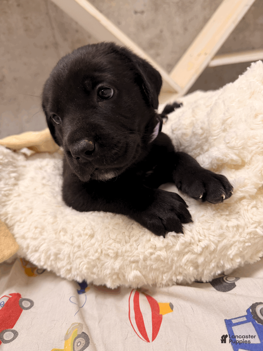 Cane Corso dogs for sale: Cane Corso Puppy 2 - Ad 3