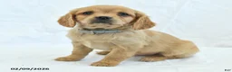 Miniature Golden Retriever dogs for sale: Cutie - Ad 4
