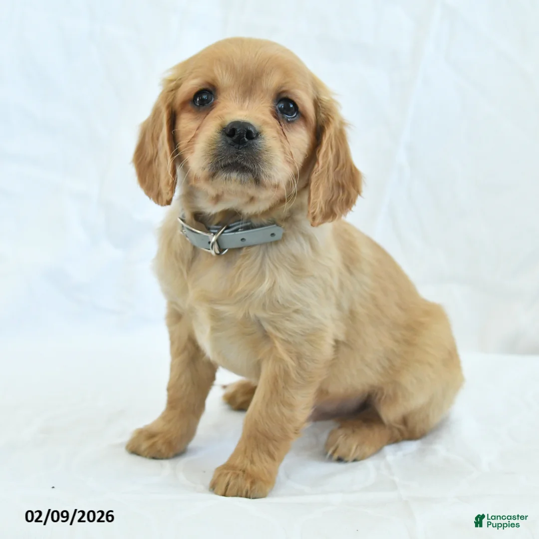 Miniature Golden Retriever dogs for sale: Cutie - Ad 4