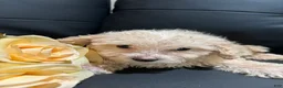 Miniature Poodle dogs for sale: Miniature Poodle 1 - Ad 8