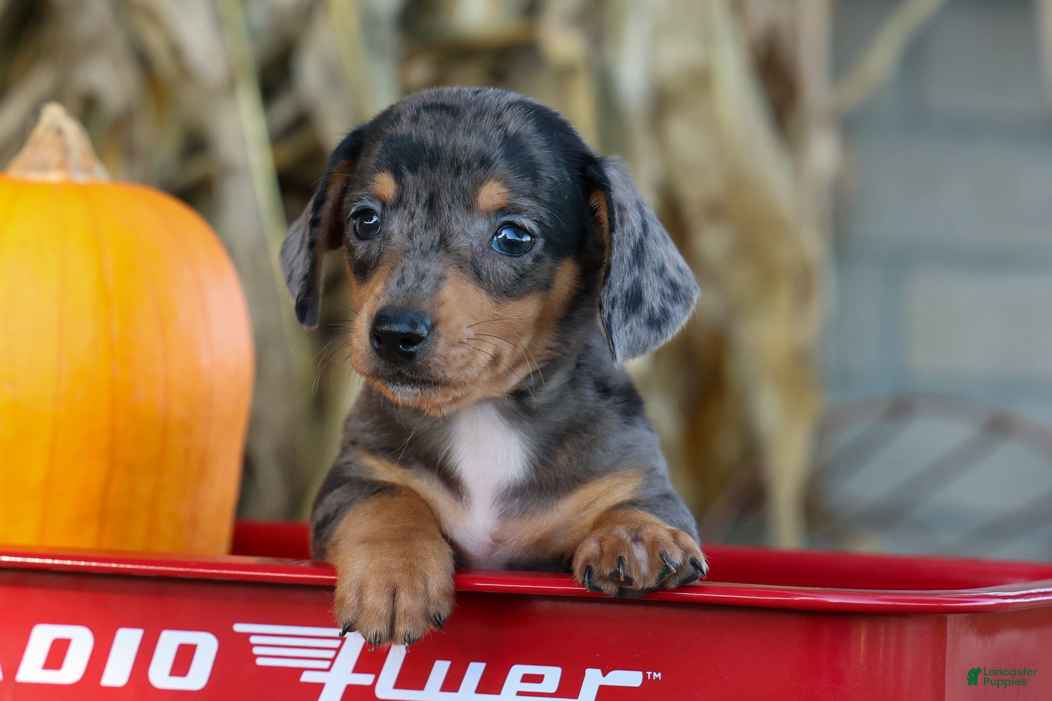 Miniature Dachshund dogs  Zino 🐕 - Ad 1