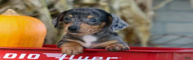  Zino 🐕