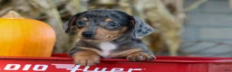 Miniature Dachshund dogs for sale:  Zino 🐕 - Ad 1