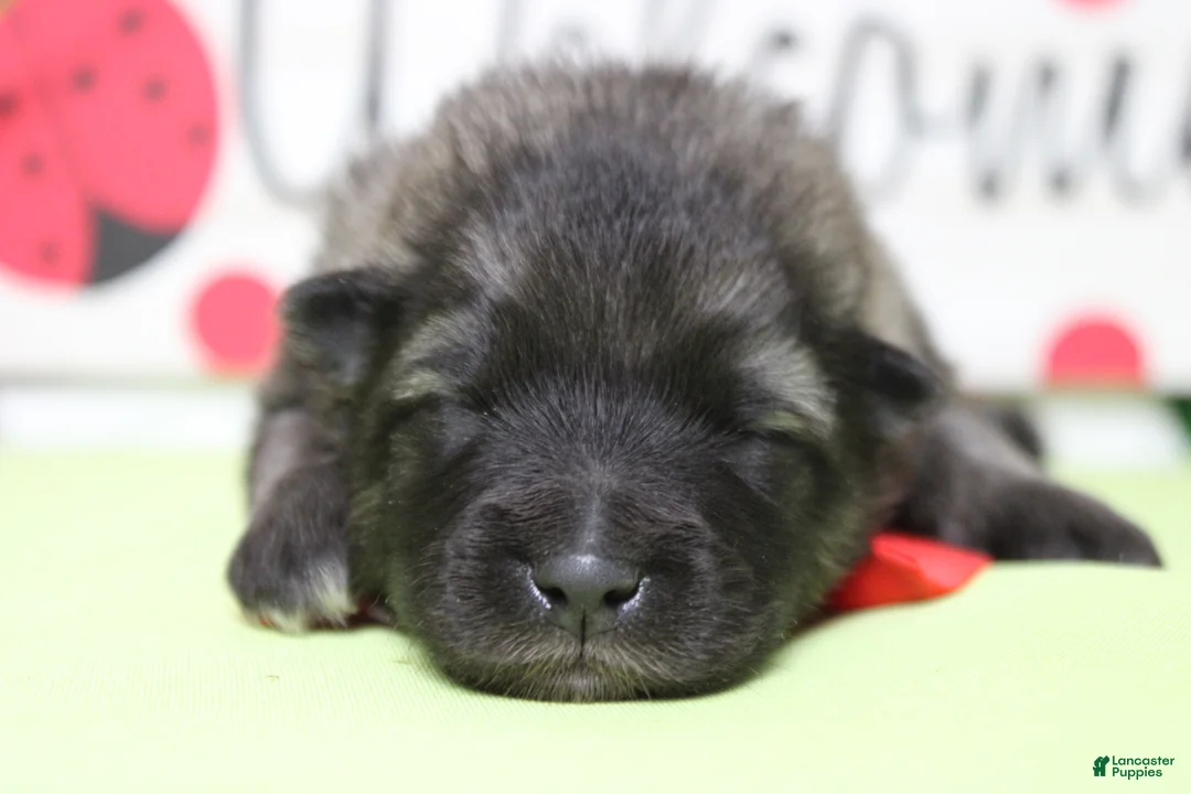 Keeshond dogs for sale: Abbott  - Ad 2