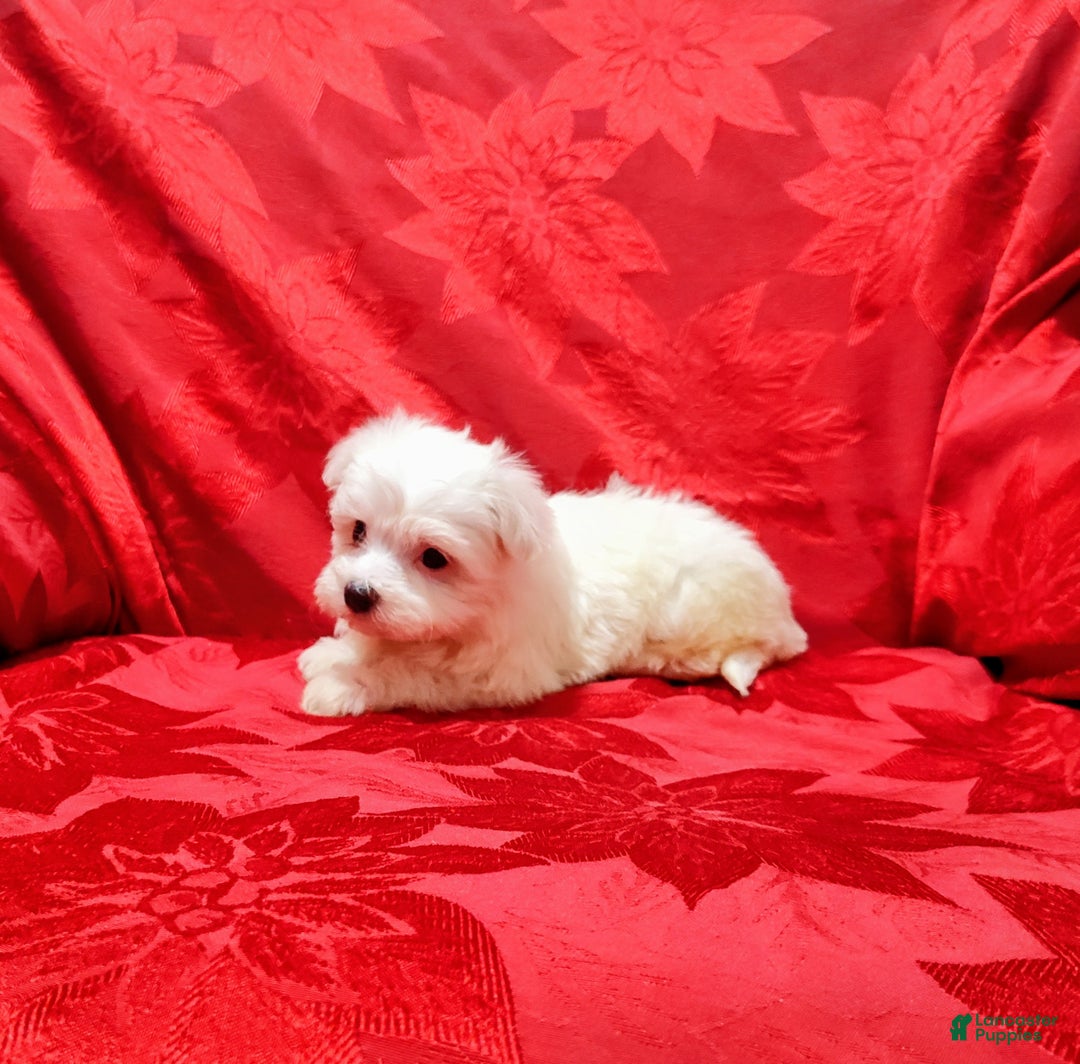 Maltese dogs for sale: Jewels - Ad 2
