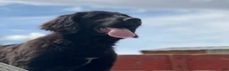 Mixed Breed dogs for sale: Bella - Ad 9