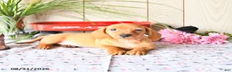 Miniature Dachshund dogs for sale: Tyler - Ad 9