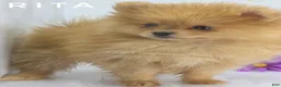 Pomeranian dogs for sale: Rita Champion Sired & has 1.5 blue eyes! - Ad 6