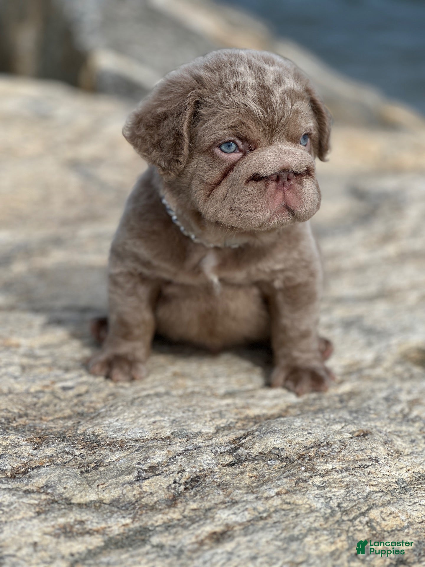 French Bulldog dogs Golden coat isabella fluffy big rope with c2 pending Floodle  - Ad 2