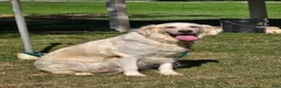 Golden Retriever dogs for sale: Ford - Ad 3