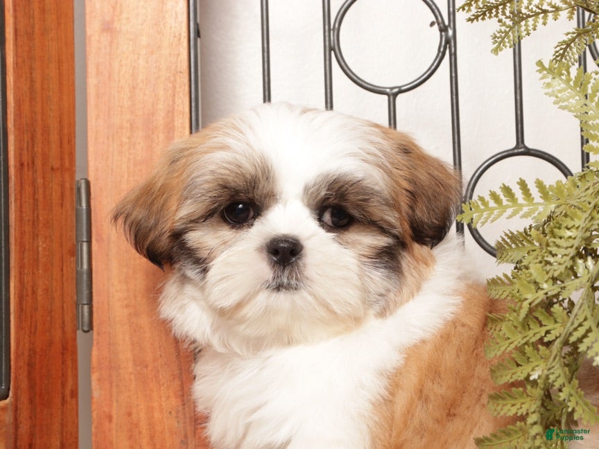 Shih Tzu dogs for sale: Aspen - ACA Shihtzu  - Ad 2