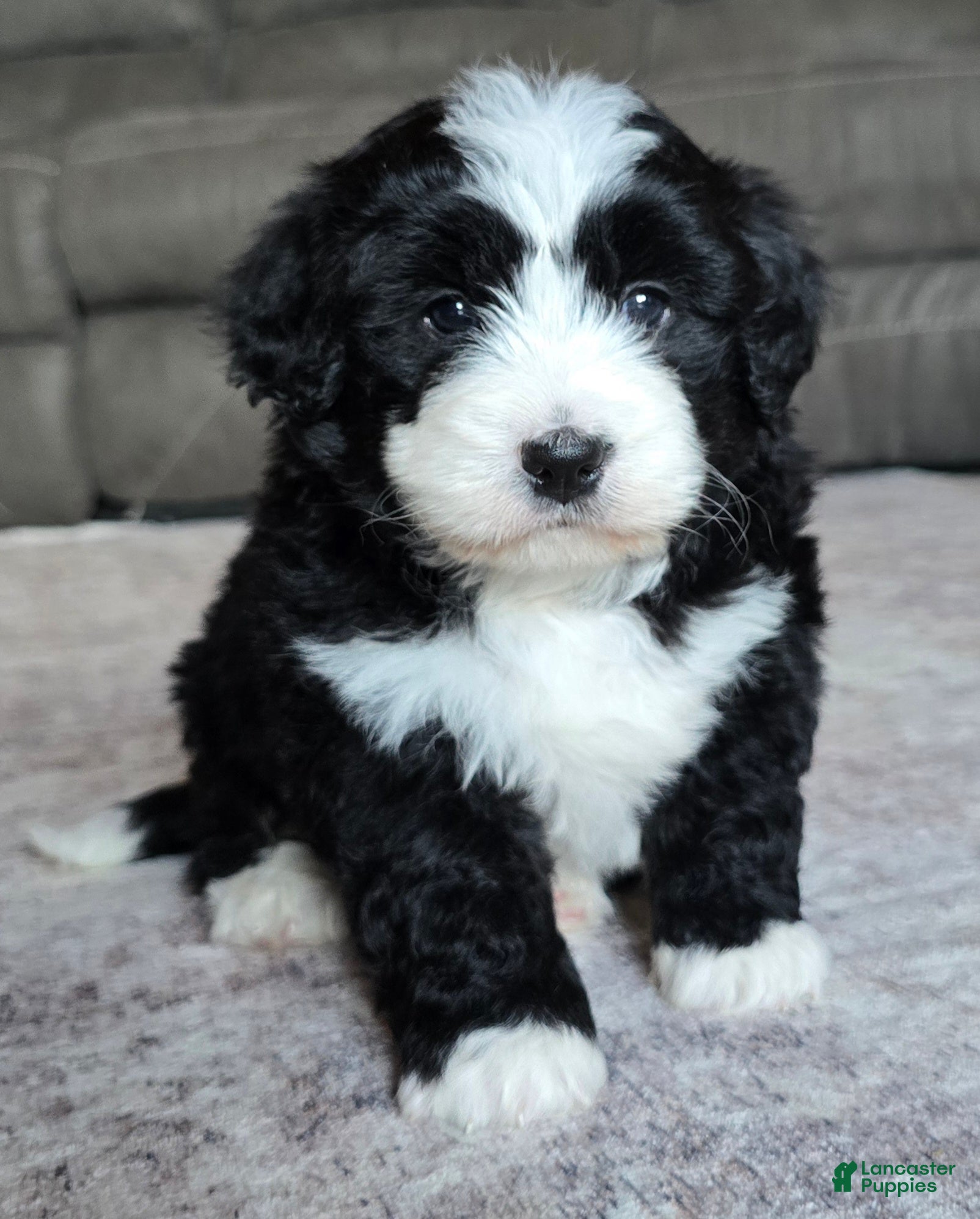Mini Bernedoodle dogs Mini Charlie - Ad 1