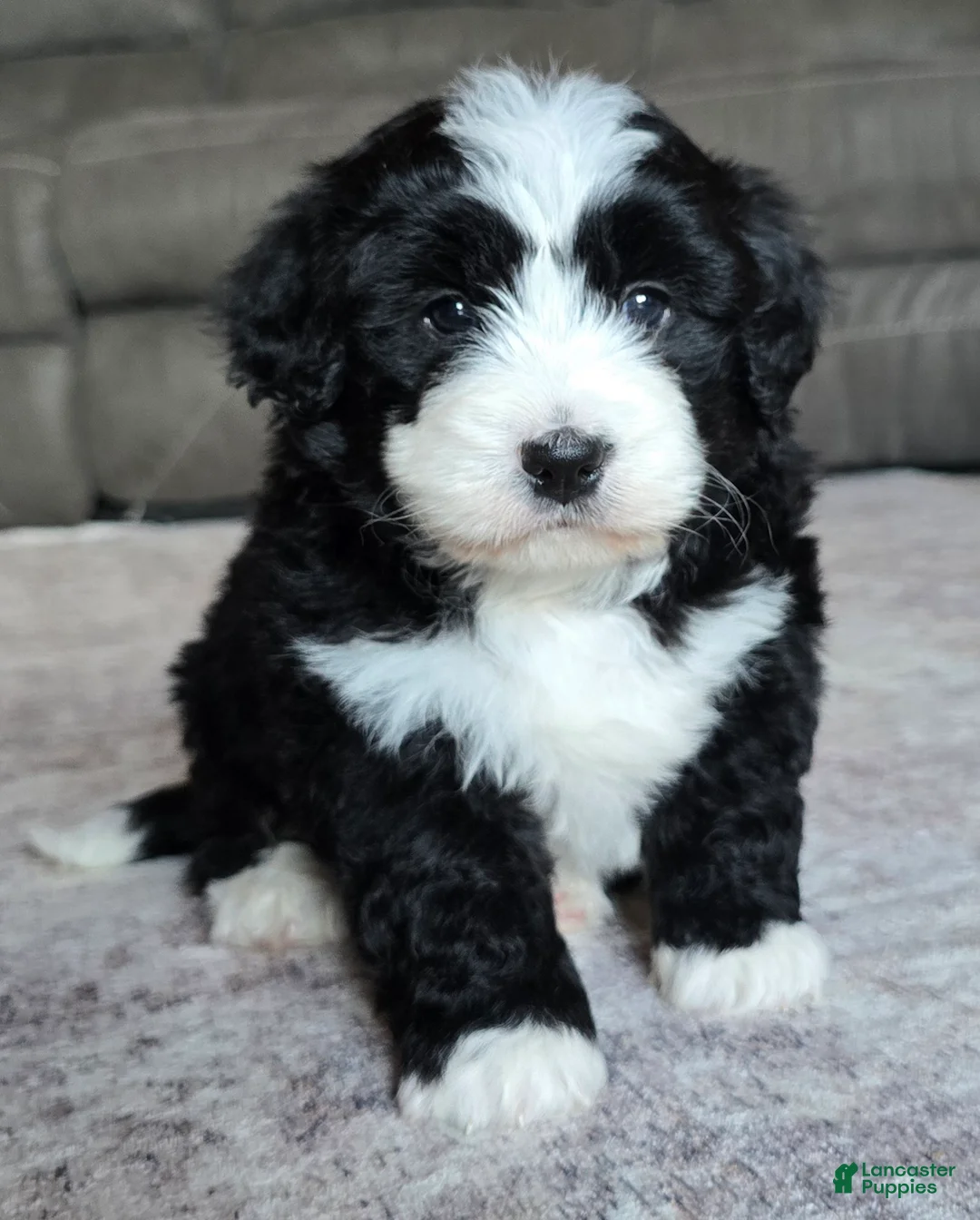 Mini Bernedoodle dogs for sale: Mini Charlie - Ad 1