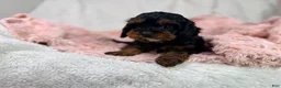 Cavapoo dogs for sale: Tootsie 🎀 - Ad 7