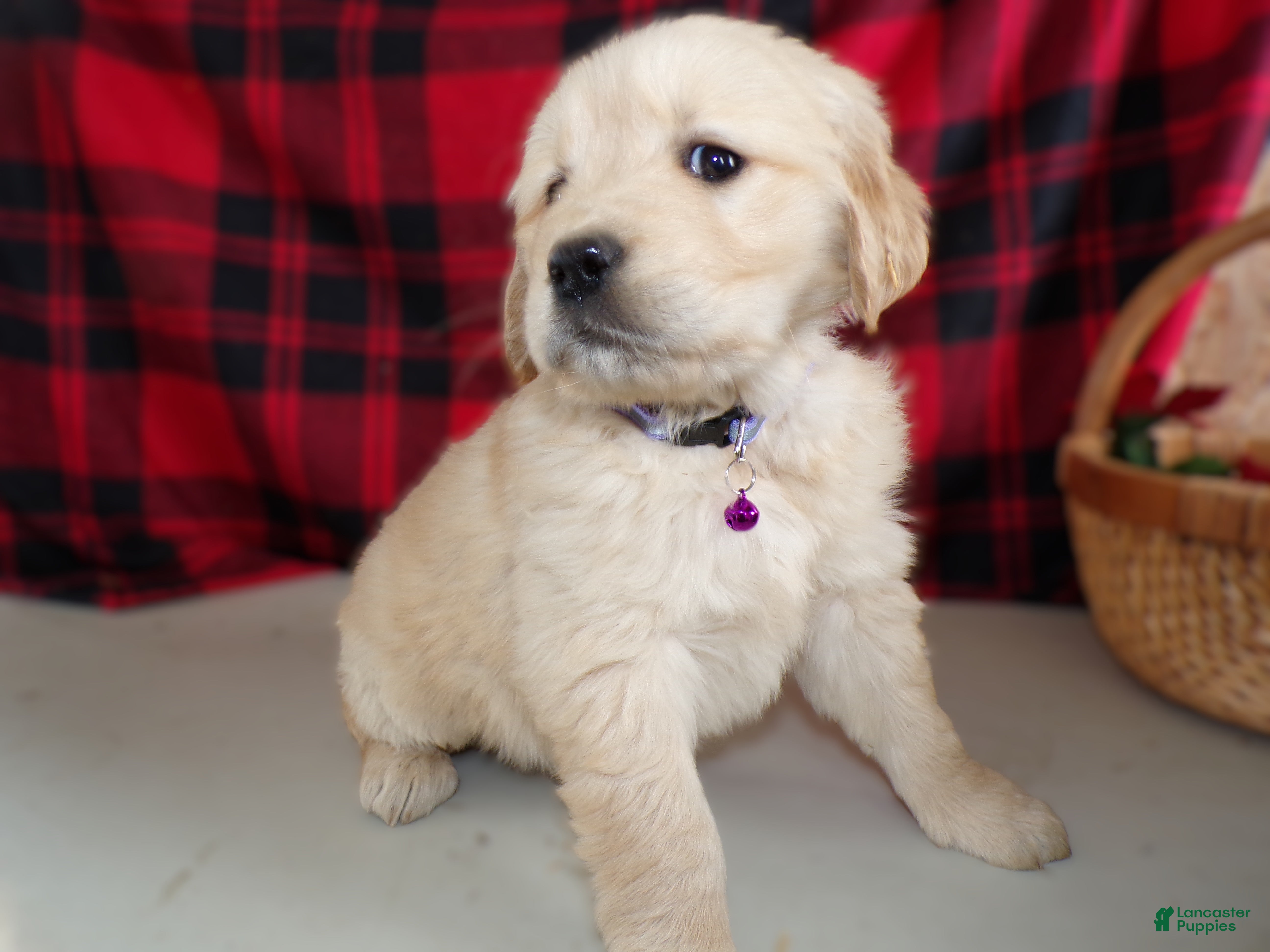Golden Retriever dogs Golden Retriever Puppy 6 Melinda - Ad 29