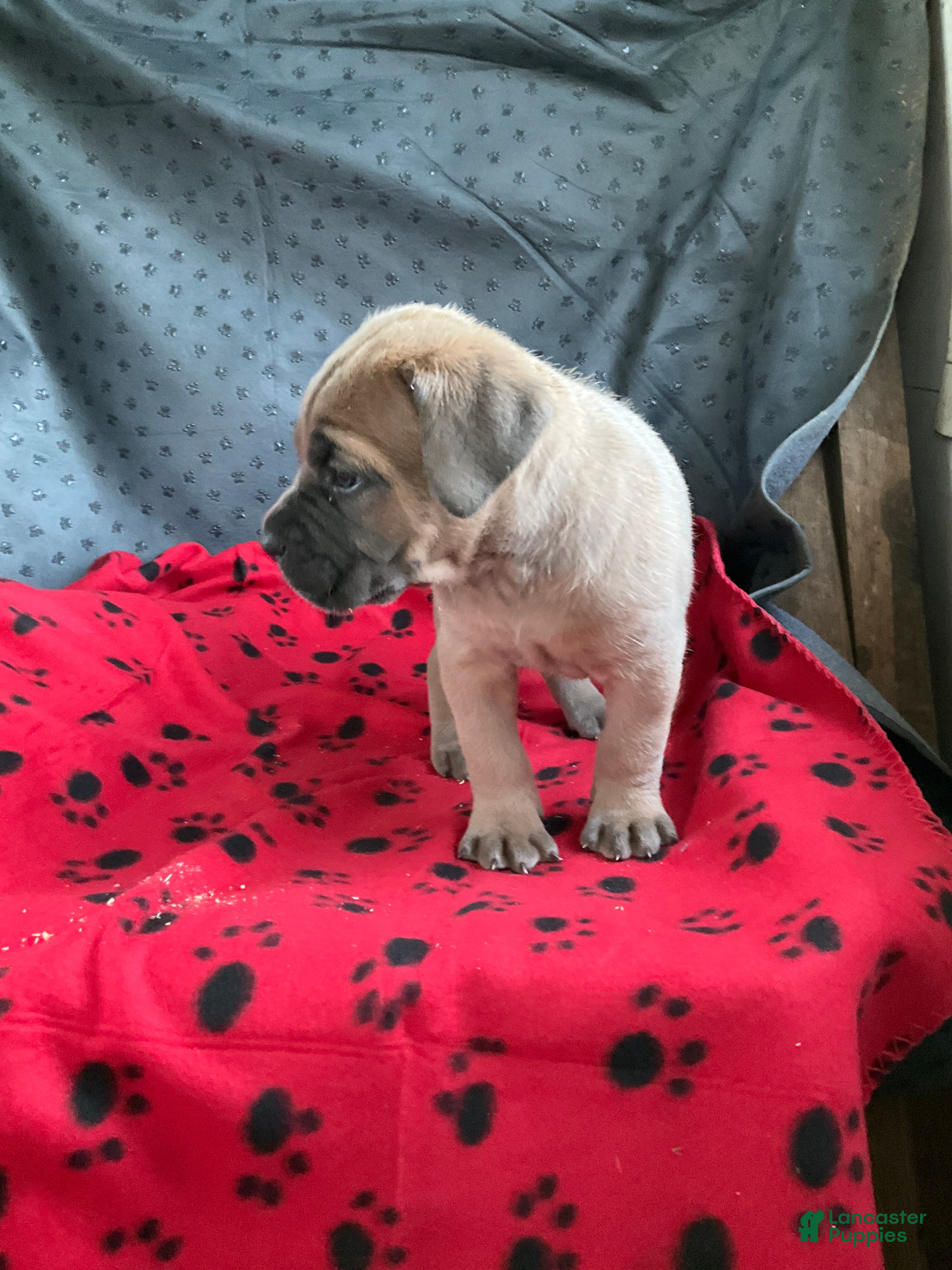 Cane Corso dogs Cane Corso 1 - Ad 2