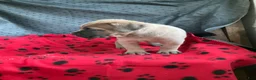 Cane Corso dogs for sale: Mr Sarge - Ad 4
