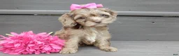 Cockapoo dogs for sale: Amber - Ad 2