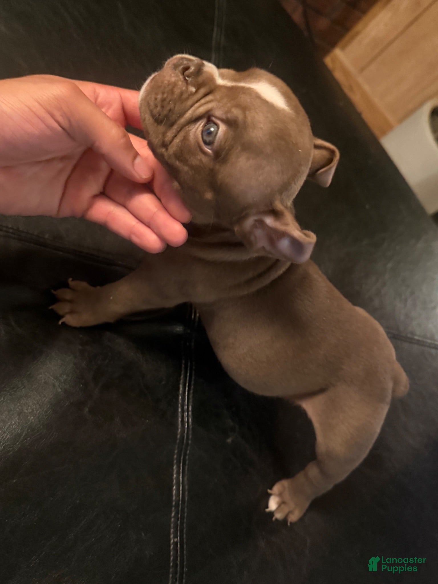 American Bully dogs American Bully 6 - Ad 20