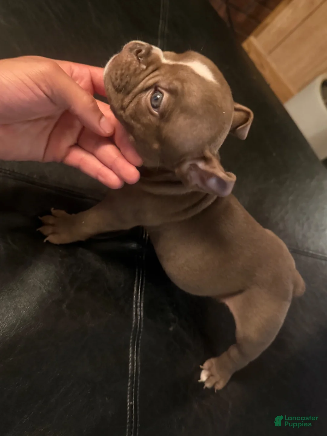 American Bully dogs for sale: American Bully 6 - Ad 1