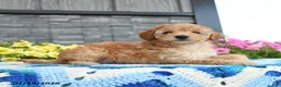 Mini Goldendoodle dogs for sale: Karabell  - Ad 3