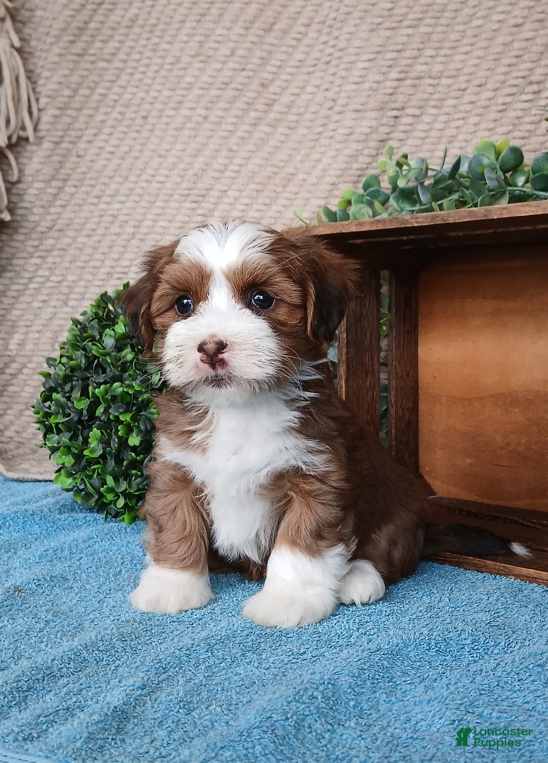 Havanese dogs for sale: Maria - Ad 3