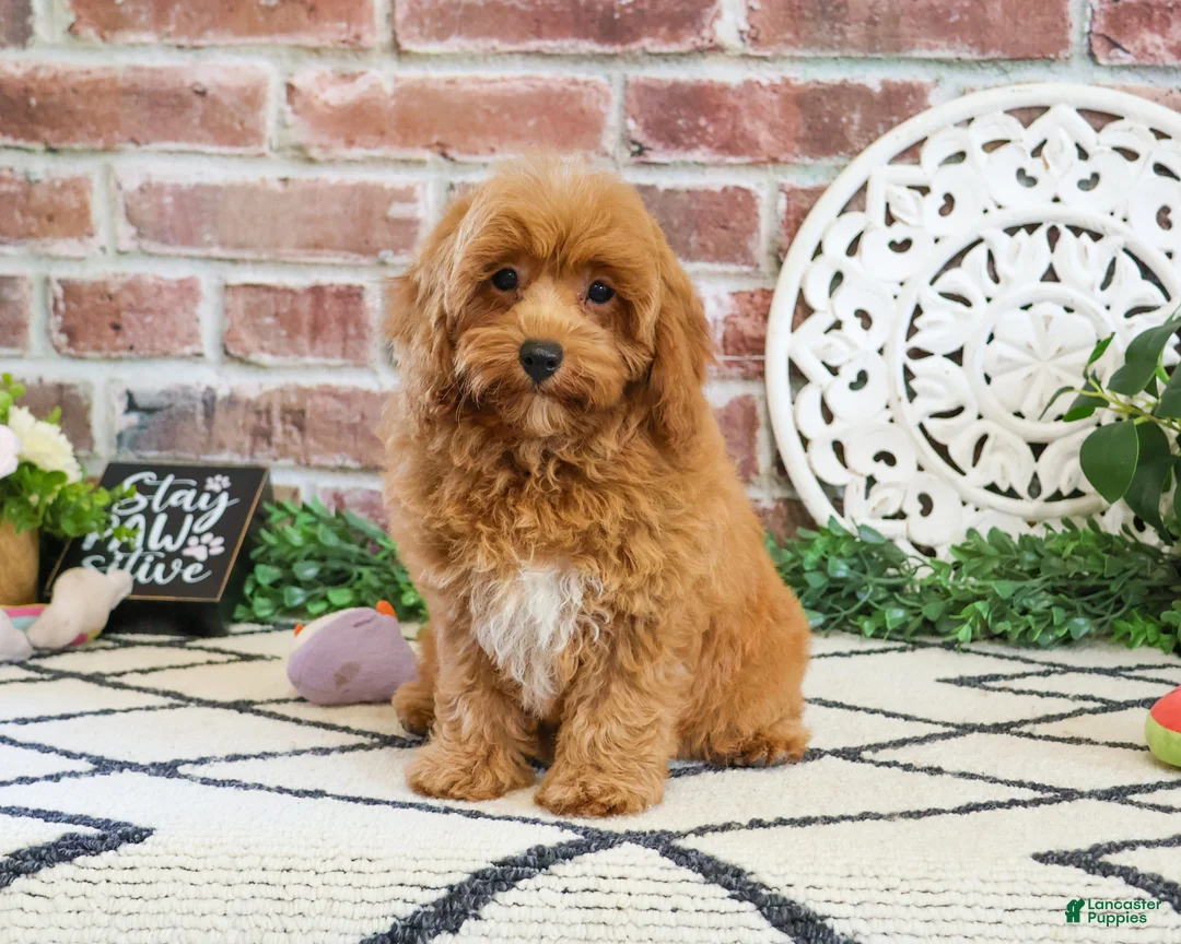 Cavapoo dogs for sale: Frappe  - Ad 2