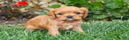 Cavalier King Charles Spaniel dogs for sale: Charlotte - Genetic Tested Parents - Ad 1