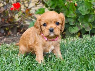 Cavalier King Charles Spaniel dogs Charlotte - Genetic Tested Parents - Ad 10