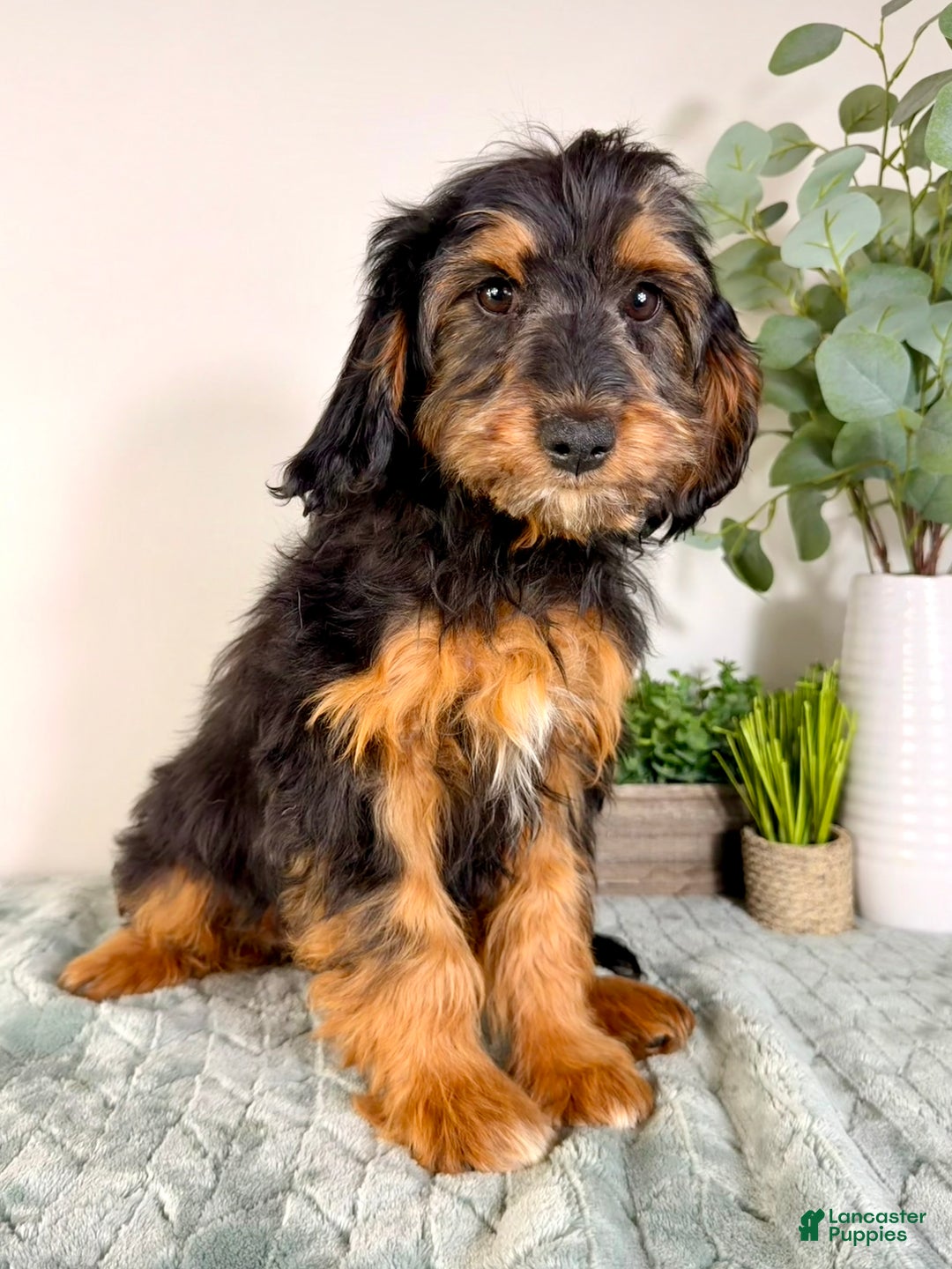 Cockapoo dogs for sale: Teddy - Ad 1