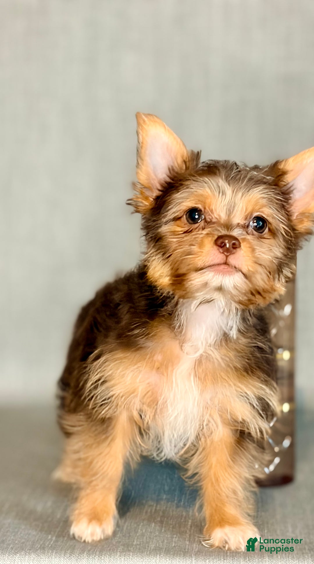 Yorkshire Terrier dogs for sale: Cocoa *GET NOW* PAY LATER* - Ad 1