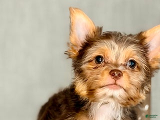 Yorkshire Terrier dogs Cocoa *GET NOW* PAY LATER* - Ad 35