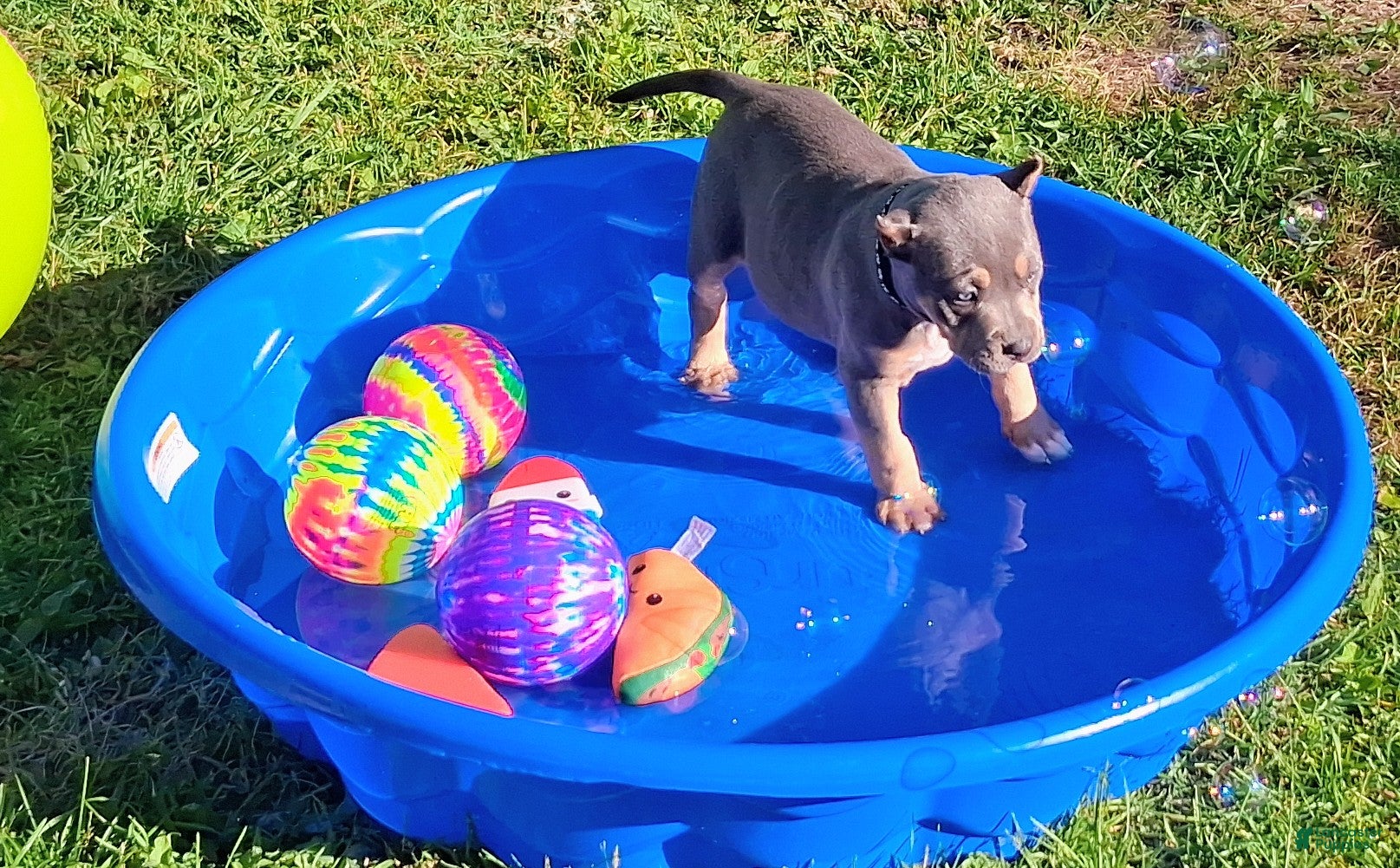 American Bully dogs American Bully Puppy 3 - Ad 1