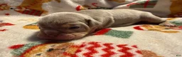 Olde English Bulldogge dogs for sale: Lilac tri male  - Ad 5