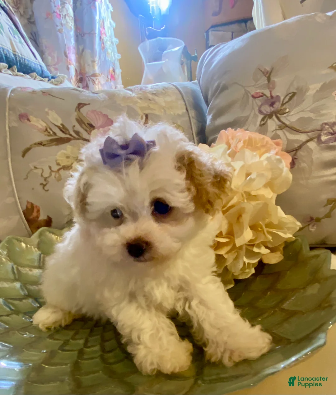 Pomapoo dogs for sale: Pomapoo 4 - Ad 2