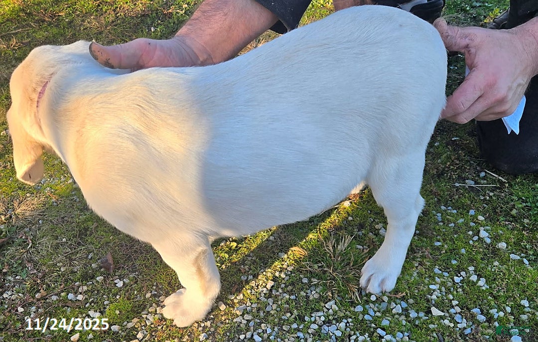 Labrador Retriever dogs for sale: Dolly - Ad 3