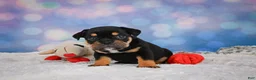 English Bulldog dogs for sale: Addi - Ad 6