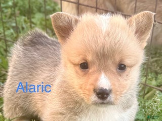 Welsh Corgi Pembroke dogs Welsh Corgi Pembroke Puppy 4 - Ad 38