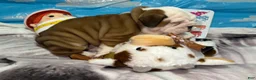 English Bulldog dogs for sale: Jesssie - Ad 3