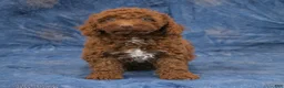 Miniature Poodle dogs for sale: Susie - Ad 3