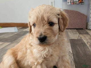 Mixed Breed dogs Milan Goldendoodle puppy - Ad 3