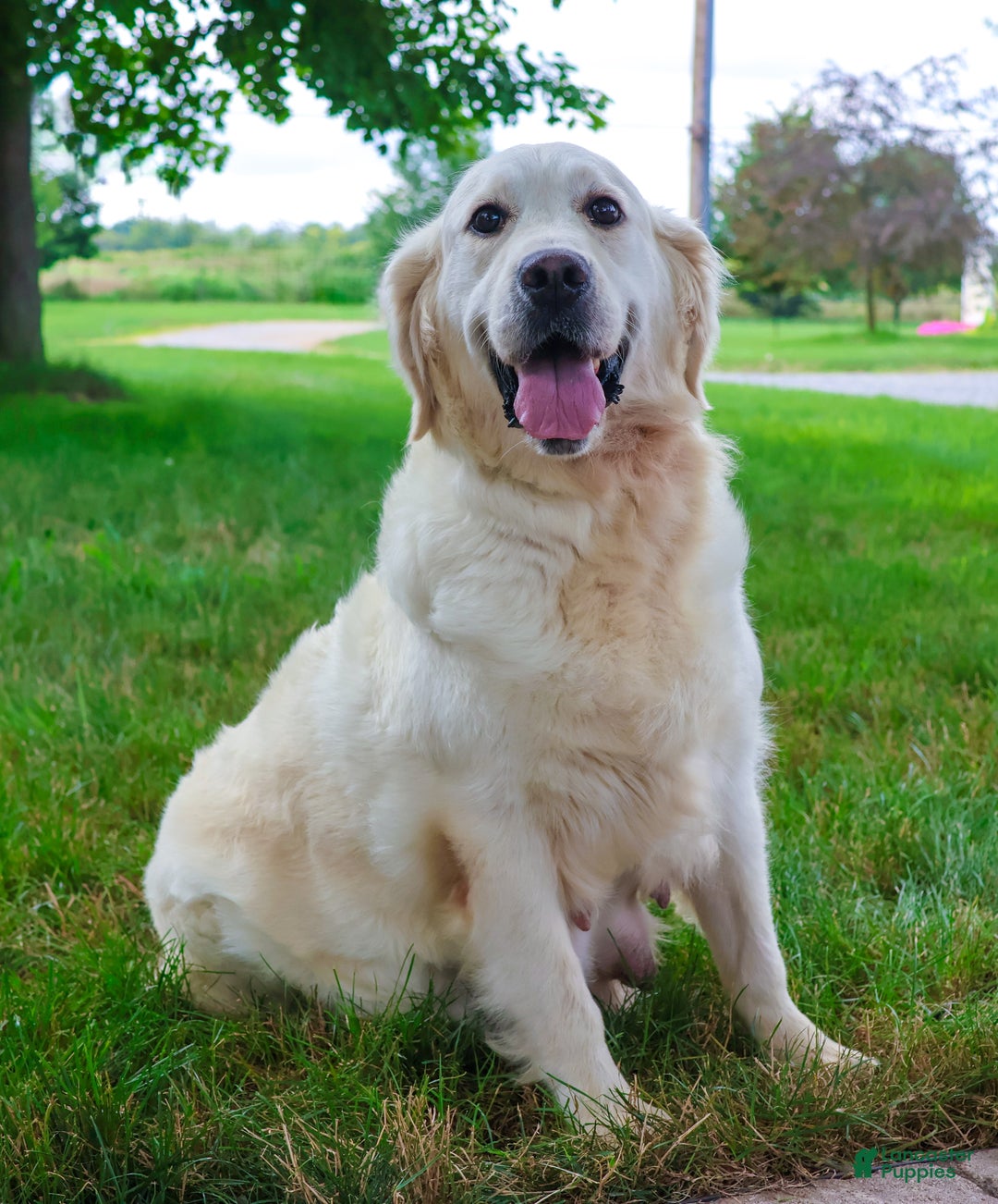 Golden Retriever dogs for sale: Ginger - Ad 1