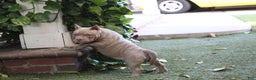American Bully dogs for sale: American Bully Puppy 2 - Ad 1