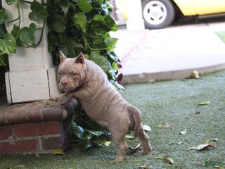 American Bully dogs American Bully Puppy 2 - Ad 1