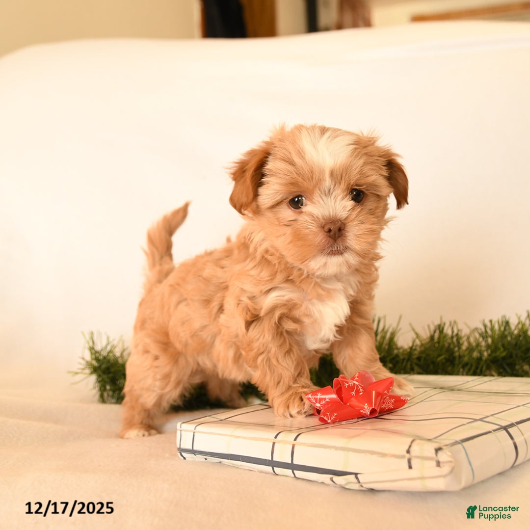 Shorkie dogs for sale: Honey - Ad 4