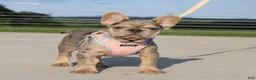 French Bulldog dogs for sale: Minty - Ad 4