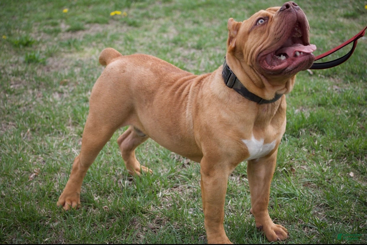 American Bully dogs Bully named ace  - Ad 1
