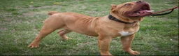 American Bully dogs for stud: Bully named ace  - Ad 1