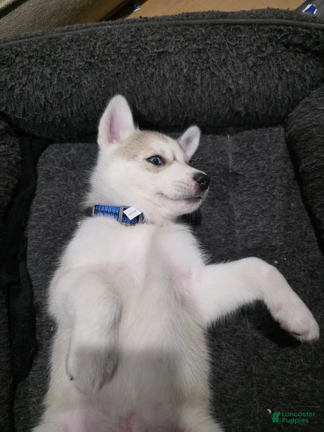 Siberian Husky dogs for sale: Siberian Husky Puppy 6 - Ad 2