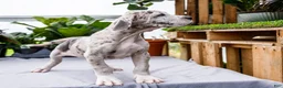 Great Dane dogs for sale: Mozark - Ad 15